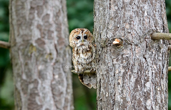 Tawny Owl