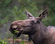 Close up head shot of a female moose