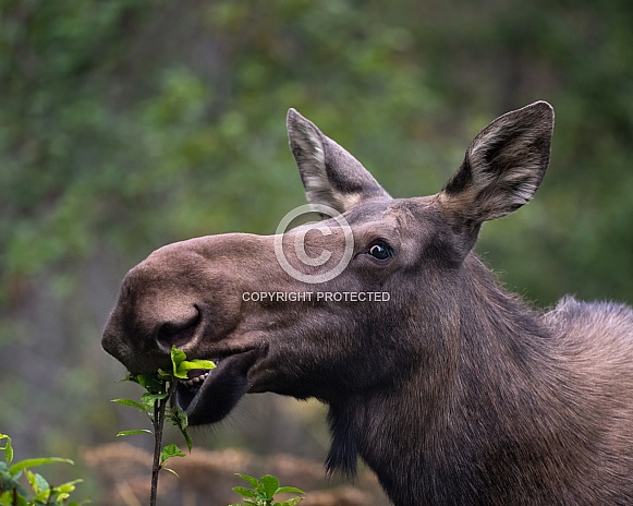 Close up head shot of a female moose