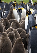 King Penguin colony - Falkland Islands