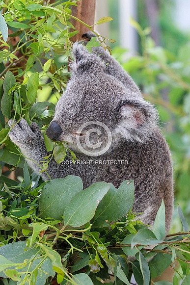 Koala Koala