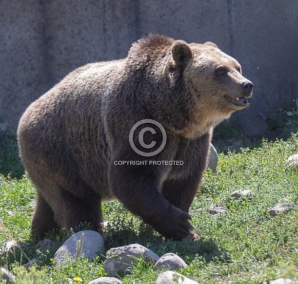 Grizzly Bear