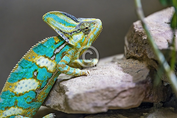 Chameleon on rock