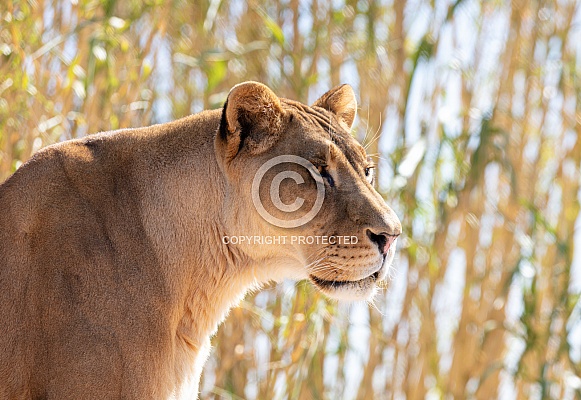 Lioness in profile