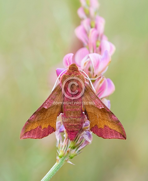 Small Elephant Hawk-moth