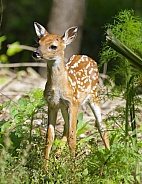 White tailed Deer