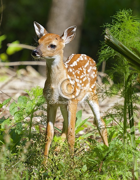 White tailed Deer