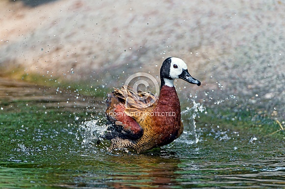 White Faced Whistling Duck.