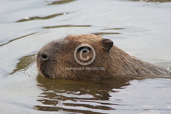 Capybara Capybara