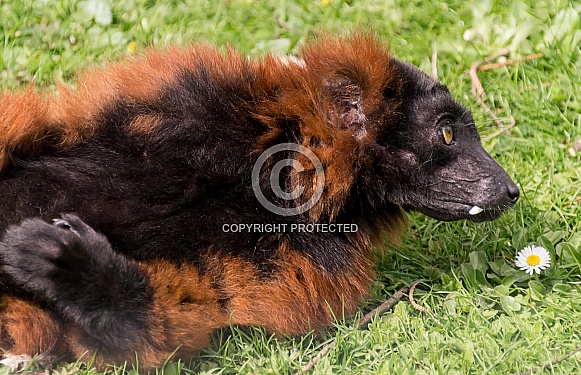 Red-Ruffed Lemur