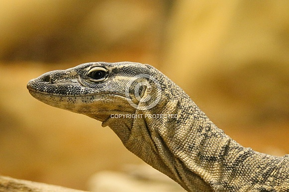 Rosenberg's Monitor Lizard