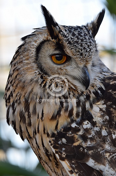 Bengal Eagle Owl Bengal Eagle Owl