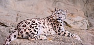 Snow Leopardf