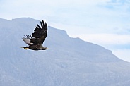 White tailed eagle or European Eagle