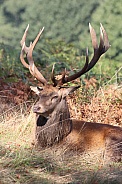 Red Deer resting