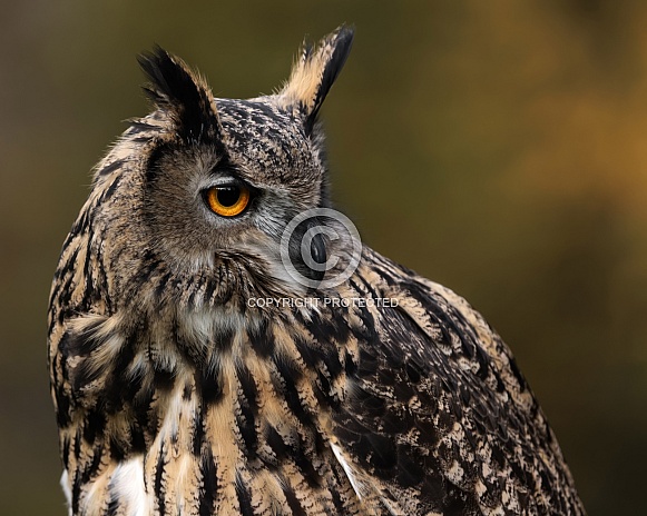 Eurasian Eagle Owl