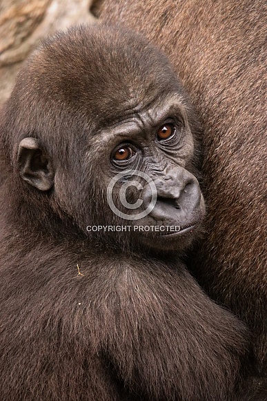 Western Lowland Gorilla