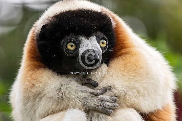Crowned Sifaka Close Up Crowned Sifaka Close Up