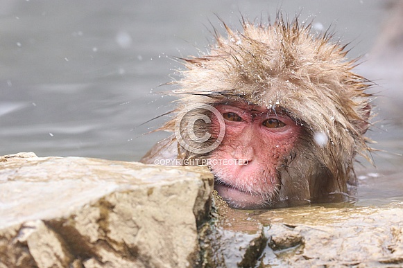 Snow monkey in hot spring