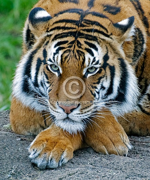 Sumatran Tiger-Taking A Break