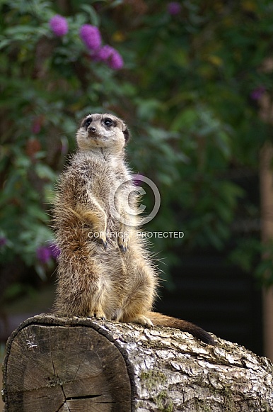 Meerkat