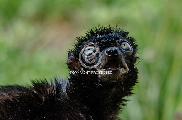 Blue-eyed Black Lemur