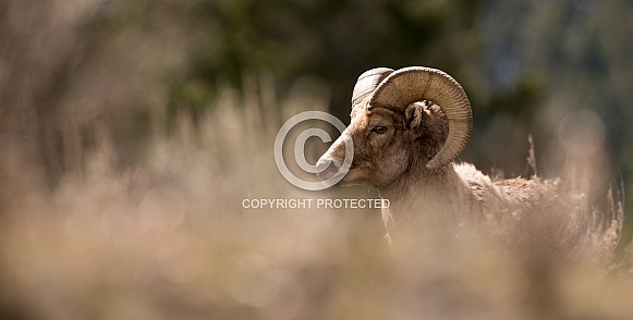 Big horn sheep (wild) Big horn sheep (wild)