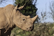 Young White Rhino Side Profile