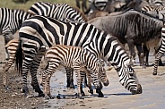 Hours old zebra taking it's first drink