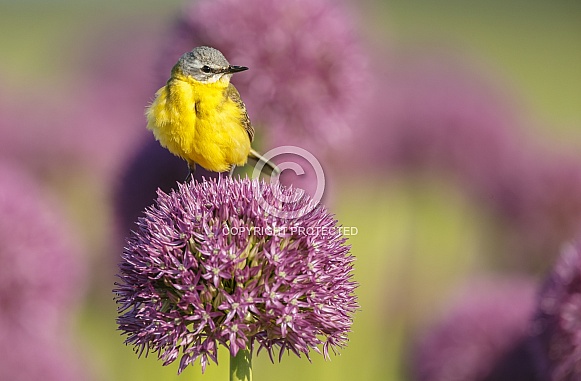 Yellow Wagtail bird