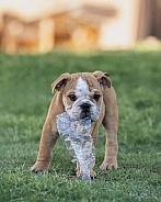 Bulldog puppy playing with a bottle