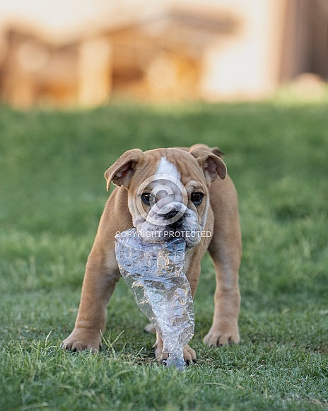 Bulldog puppy playing with a bottle Bulldog puppy playing with a bottle
