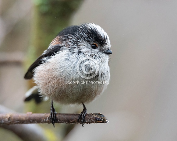 Long tailed tit