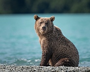 Young bear cub sitting my a blue lake
