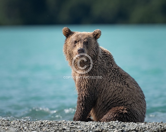 Young bear cub sitting my a blue lake