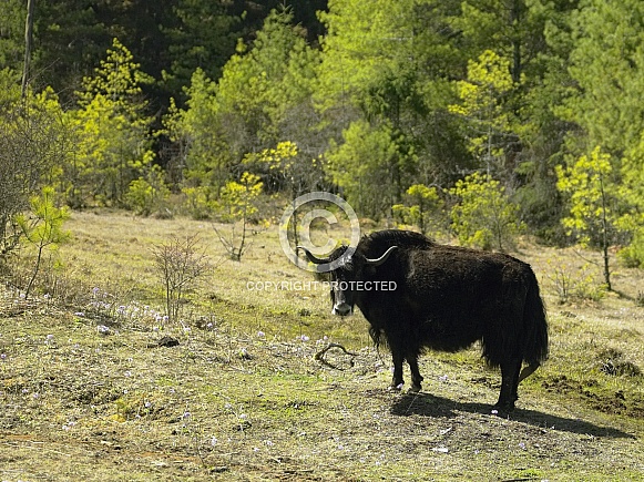 Yak - Kingdom of Bhutan