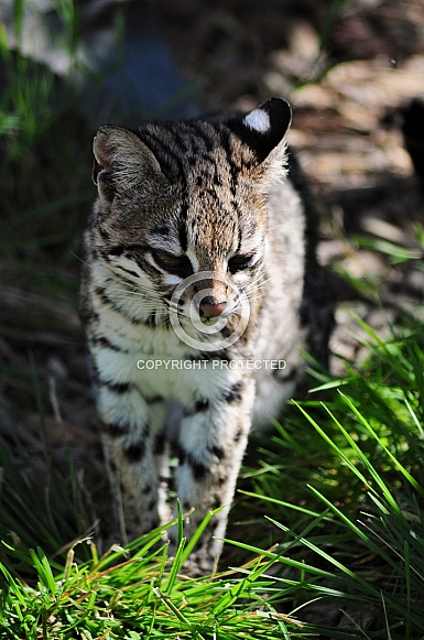 Oncilla (Leopardus tigrinus)