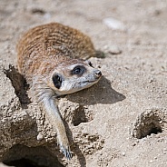 Meerkat