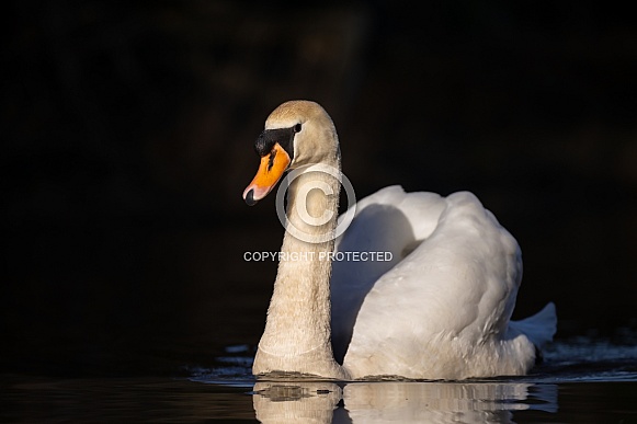 The mute swan (Cygnus olor) The mute swan (Cygnus olor)