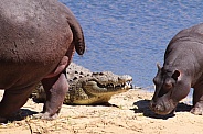 Hippos and crocodile