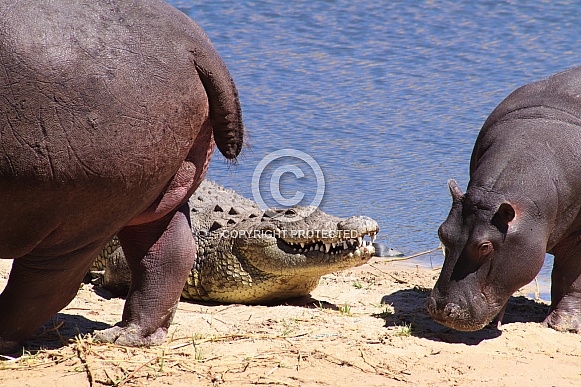 Hippos and crocodile