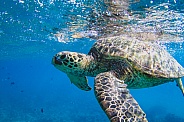 Hawaiian Green Sea Turtle