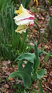 Cream Parrot Tulip