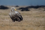 White tailed eagle or European Eagle