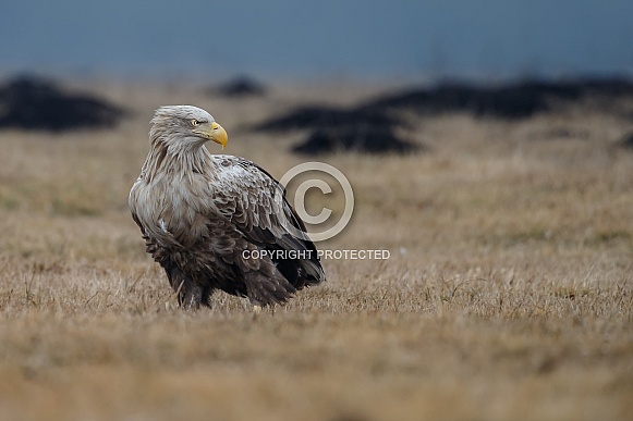 White tailed eagle or European Eagle