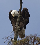 Bald Eagle