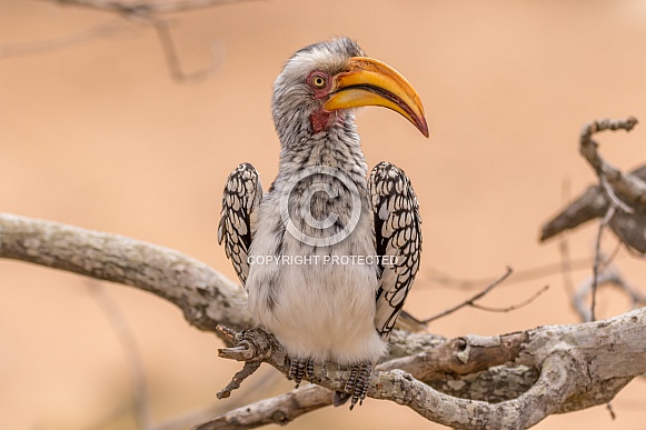 Yellow Billed Hornbill