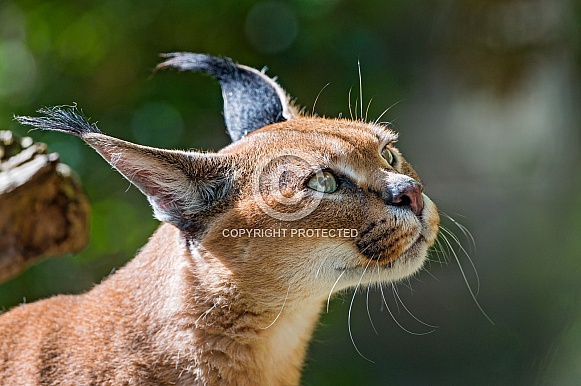 Caracal Caracal
