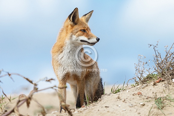 Red fox Red fox