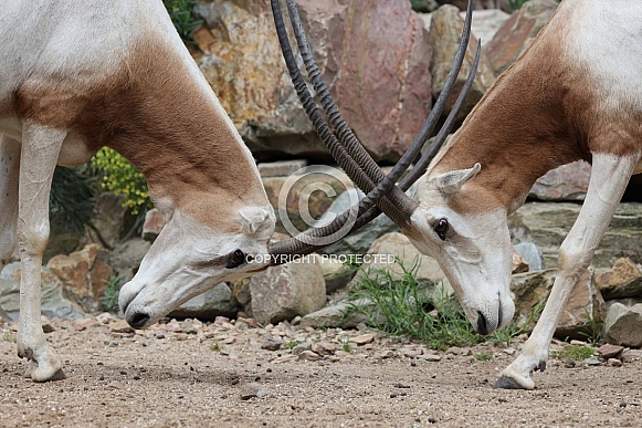 The scimitar oryx (Oryx dammah)